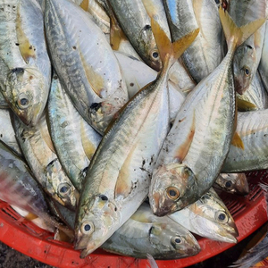 Bloc IQF pour l'exportation de fruits de mer en vrac, à queue jaune congelée, sur demande, whatsapp 0084 989 322 607 - Product Image 6