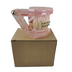 Modèle de démonstration dentaire M3001 avec bracket métallique, modèle anatomique en résine pour la science médicale et l'éducation MX-99 - Product Image 5