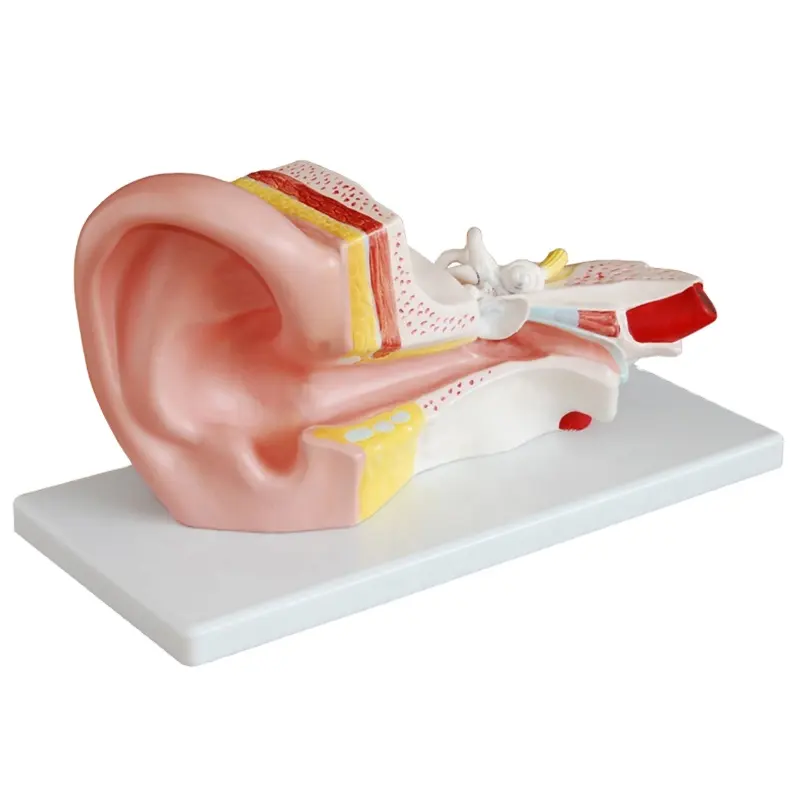 Darhmmy Medische Wetenschap Anatomisch Model 3x Vergroot Middenoor Model Ontleedbaar In 2 Delen