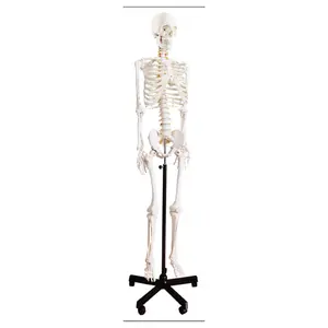 Bộ xương người có kích thước thật XX-A101N với nguồn gốc cơ bắp và chèn 70 cm phù hợp cho việc giảng dạy bệnh viện trường học