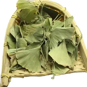 Màu xanh lá cây bạch quả Trà thảo dược khô lá bạch quả khô tự nhiên Ginkgo Biloba lỏng lá trà