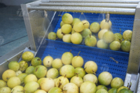 Fruit Juicing Productielijn Oranje Ozon Bubbel Passievrucht Wassen Sorteermachine Gedehydrateerde Ui Productielijn