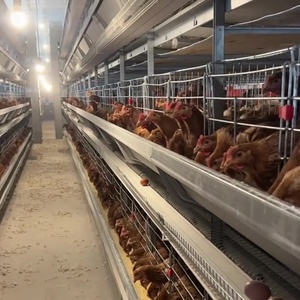 Thiết kế hiện đại đúc sẵn Kết Cấu Thép Xây Dựng Mới gia cầm nhà kho cho lớp Gà Thịt trang trại cho Gà Nuôi - Product Image 6