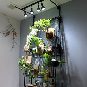 Özelleştirilebilir LED kapalı bahçe bitki yetiştirme lambaları E27 COB bitki büyüyen ev bitkileri için lamba ampulü 15W 24W eğreltiotu oturma duvar - Product Image 3