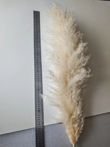 Grande Herbe de la Pampa Blanche Décorative de 120 cm pour la Maison et les Mariages, Fleurs Séchées Naturelles pour les Décorations de Pâques et d'Halloween - Product Image 5