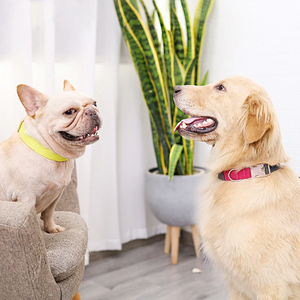 Kerah anjing nilon mewah kerah anjing gaya INS untuk anjing Besar Sedang Kecil lembut dan aman berjalan dapat disesuaikan untuk anjing <span class=keywords><strong>Pitbull</strong></span> - Product Image 5