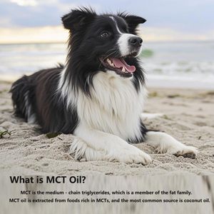 ETRUN ALISA <span class=keywords><strong>Olio</strong></span> MCT Premium Biologico Spremuto a Freddo <span class=keywords><strong>per</strong></span> <span class=keywords><strong>Cani</strong></span>, Trigliceridi a Catena Media C8 C10 60g, <span class=keywords><strong>per</strong></span> una Digestione Sana - Product Image 2