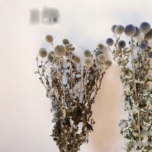 Otras flores y plantas decorativas Globo de alta calidad Cardo <span class=keywords><strong>Chartreuse</strong></span> Flores de bola azul secas naturales Echinops azules Bunc - Product Image 2