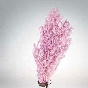 Fiori Decorativi Preservati Asparagus Myriocladus Fiori Secchi Felce Ming - Product Image 5