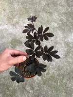 Solanum Uleanum en pot de 9 cm - Plante ornementale exotique rare avec des feuilles violettes et des feuillage et baies uniques en provenance de Chine