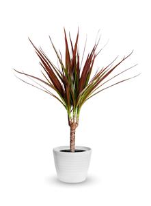 Dracaena marginata : Fournisseur de plantes ornementales d'intérieur exotiques, Arbre du dragon à bords rouges - Product Image 3