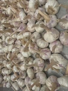 Semillas de <span class=keywords><strong>ajo</strong></span> <span class=keywords><strong>morado</strong></span> de alta calidad de China para agricultura mayorista exportador para plantación de <span class=keywords><strong>ajo</strong></span> fresco - Product Image 3