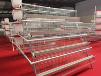 Cage à volailles de type A à 4 niveaux et 4 portes HK pour poules pondeuses, équipement d'élevage pour poules pondeuses