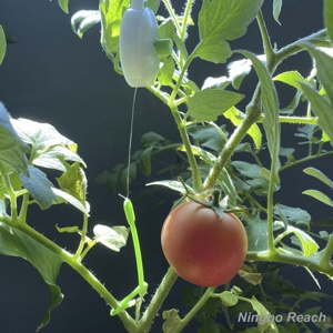 Tomates Croissance Yoyo <span class=keywords><strong>Support</strong></span> pour Plantes - Product Image 4