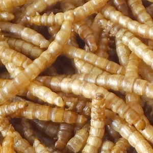 Alimentos para aves, alimentos de alta qualidade e eco amigáveis, pássaros, alimentos, aves, 100% naturais, secos, vivos - Product Image 2