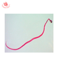 Whipworm Medical Prepared Microscope Parasitology Slides