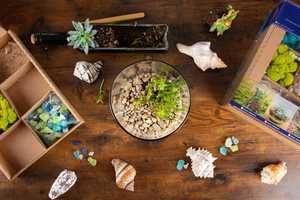 Dekorative halboffene Flasche <span class=keywords><strong>Terrarium</strong></span> Plant <span class=keywords><strong>Terrarium</strong></span> Recycelte Glass teine Boden Kork schale Seetang Beach <span class=keywords><strong>Terrarium</strong></span> Kit Tool - Product Image 4