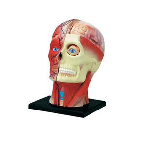 Modelo Anatómico 4D del Nervio Craneal Humano, Músculos y Órganos del Cabeza para Enseñanza Médica - Product Image 3