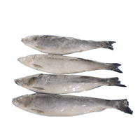 Filets de hareng congelés (Clupea pallasii) très demandés pour l'industrie de la restauration, emballés sous vide