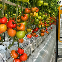 Grande serre multi-chapelles en film plastique avec structure en acier galvanisé à chaud et ventilation latérale et supérieure pour la culture commerciale de légumes et de fruits