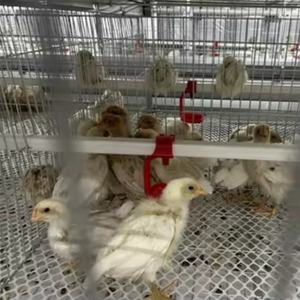 Resistente H-Type in acciaio zincato Multi-funzionale gabbia per pulcino del bambino nuova gabbia per nidificazione di pollo da fattoria per poltiglia di pollame - Product Image 5