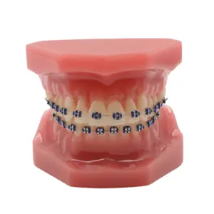 Garras dentárias e modelos de dentes para educação dentária