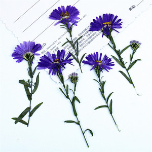 Fleurs d'<span class=keywords><strong>aster</strong></span> violettes séchées et pressées à faire soi-même avec tiges pour la fabrication de bougies, l'intégration dans le savon, la résine époxy et la décoration artisanale - Product Image 3