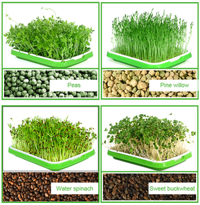 Soilless Culture Big Capacity Healthy Breathable <strong>Seed</strong> Sprouter Tray for Vegetables <strong>Wheatgrass</strong> <strong>Seeds</strong> - Product Image 6