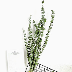 D-DF010 Naturel Véritable Fleur Sèche D'<span class=keywords><strong>eucalyptus</strong></span> globulus Feuille Préservé D'<span class=keywords><strong>eucalyptus</strong></span> pour Mariage Décoration de Fête À la Maison - Product Image 4