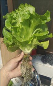 Sistema hidropónico vertical hodroponia interior huerto vertical cultivo vertical Torre hidropónica sistema hidropónico interior - Product Image 2