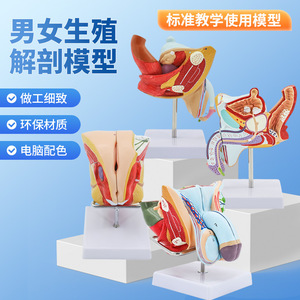 Modèle du système urinaire et reproducteur interne et externe masculin humain, modèle de structure anatomique andrologique, modèle familial - Product Image 2