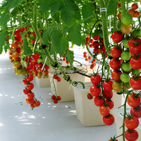 Pot Hidroponik Premium Dutch Bucket untuk Tanaman Rambat Besar Seperti Mentimun dan Paprika