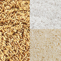 Usine Complète de Mouture de Riz Entièrement Automatique de Grande Capacité 100 T/J pour le Blanchiment du Riz Paddy