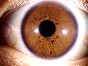 Caméra d'iridologie 5,0 Mp Haute résolution Scanner d'iridologie pour <span class=keywords><strong>iridoscope</strong></span> - Product Image 4