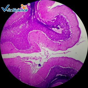 Grundlagen-Histologie-Slide-Set Histologie vorgefertigte SlideHumane Histologie Mikroskop-Slide - Product Image 5