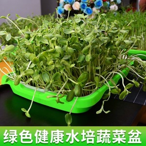 Bandejas para germinación de brotes, hidroponía, cultivo sin suelo en balcones, venta directa de fabricantes, papel para brotes de frijol - Product Image 3
