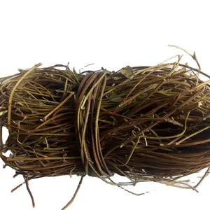 カントンの愛-エンドウ豆のつると葉中国のアブラムシハーブアブラムシカントニエンシスハンス乾燥ハーバアブリ全体の部分