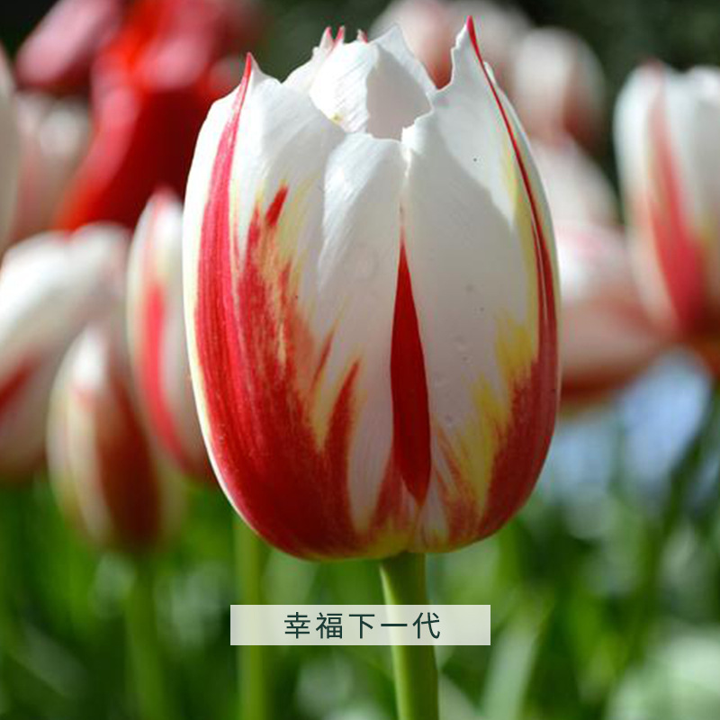 Approximately 2-3 cm diameter-random color