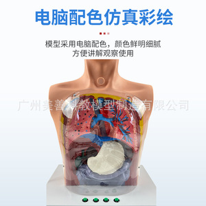 Modèle de lavage gastrique humain, modèle transparent du mécanisme de lavage gastrique avec signes d'avertissement, décompression gastro-intestinale - Product Image 3