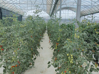 Serre à film multi-travées hydroponique à haut rendement pour la laitue, les tomates et les fraises-Système automatisé et économe en énergie