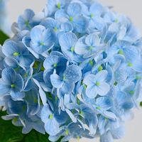 Tiges d'hortensias artificiels haut de gamme à 176 pétales, aspect mouillé, fleurs d'hortensias artificielles multicolores pour la décoration de centres de table de mariage et de maison