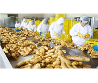 Usine industrielle de transformation du gingembre pour la production de poudre, de pâte, de jus et d'huile avec technologie de séchage et d'extraction de pointe