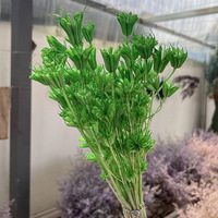 Bunga Nigella Kering Love in a Mist, Diawetkan Alami Asli Abadi Selamanya, Pod Biji untuk Rangkaian Bunga DIY Dekorasi Pernikahan