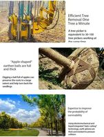 Pelle à six arbres jardinage avec boule de sol Machine de repiquage hydraulique plantation d'arbres avec pelle Machine de repiquage