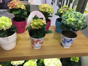 Papier imperméable coloré ou couvertures en plastique de <span class=keywords><strong>pot</strong></span> de fleur - Product Image 6