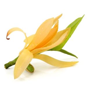 Comprar en línea Magnolia Champaca agua Floral de la India - Product Image 1