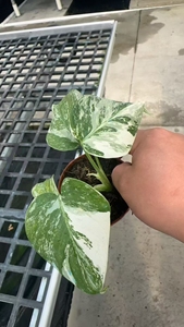 Rara Monstera Ablo Variegata, Pianta Coltivata in Vaso, Coltivata in Laboratorio, Fogliame Unico da Collezione, Certificata - Product Image 5