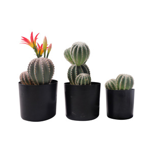 Artificial Cactus Potted Plants 10cm-30cm High Simulation Desert Succulents Indoor Desktop Decorative <b>Ornaments</b> - Product Image 3