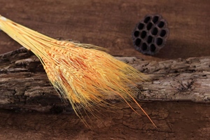 2024 gros Yunnan bricolage fleur séchée <span class=keywords><strong>blé</strong></span> sec décor naturel bouchons d'oreille mariage/magasin centres <span class=keywords><strong>de</strong></span> <span class=keywords><strong>table</strong></span> - Product Image 4