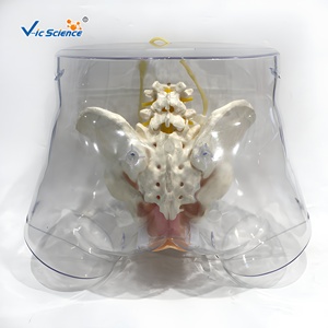 Simulateur d'<span class=keywords><strong>insertion</strong></span> de cathéter urétral transparent avec affichage de gonflage du ballon pour la formation infirmière CE ISO ROHS CNAS - Product Image 4